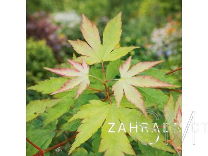 Acer palm. 'Sangokaku'  javor dlanitolistý
