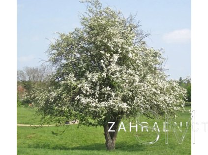 Crataegus monogyna  hloh jednosemenný