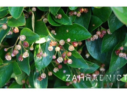Cotoneaster lucidus  skalník