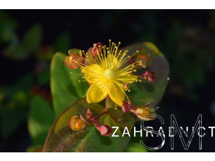 Hypericum inod. 'Excellent Flair'  Třezalka  'Excellent Flair'