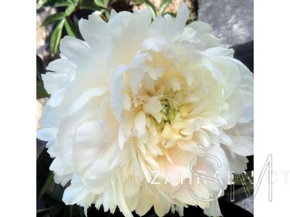 Paeonia lactiflora 'Eden's Temptation'  Pivoňka bílá plná