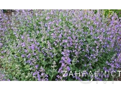 Nepeta gran. 'Bramdean'  Šanta velkokvětá 'Bramdean'