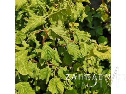 Corylus avel. 'Scooter'  líska obecná
