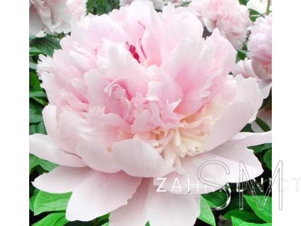 Paeonia lactiflora 'Angel Cheeks'  Pivoňka sv. růžová plná