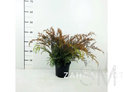 Microbiota decussata  Mikrobiota