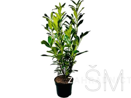 Prunus laurocerasus 'Caucasica'  Slivoň - Bobkovišeň lékařská 'Caucasica'