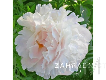 Paeonia lactiflora 'Shirley Temple'  Pivoňka bílá s růž.nádechem plná