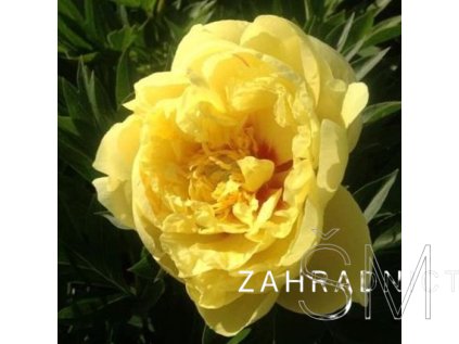 Paeonia Itoh ‘Bartzella’  Pivoňka žlutá plná