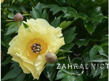 Paeonia Itoh ‘Garden Treasure’  pivoňka/křženec bylinné a dřevité/