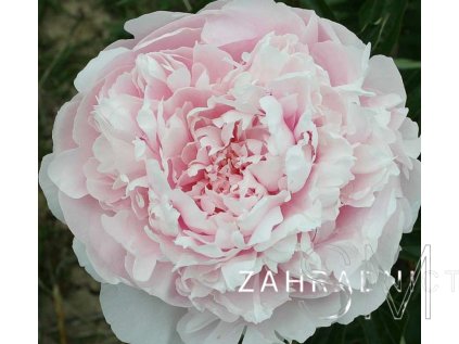 Paeonia lactiflora ‘Alice Harding’  Pivoňka růžová plná