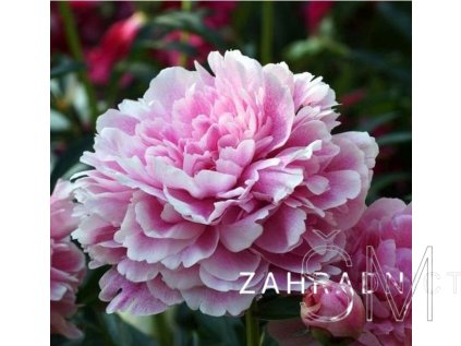 Paeonia lactiflora 'The Fawn'  Pivoňka bílorůžová plná