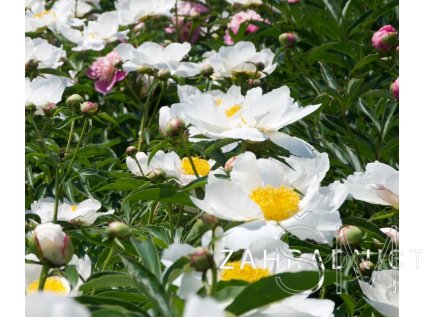 Paeonia lactiflora 'White Wings'  Pivoňka bílá jednoduchá