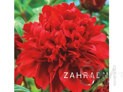 Paeonia lactiflora 'Karl Rosenfield'  Pivoňka červená plná