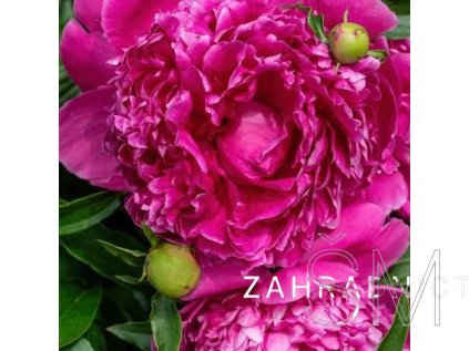 Paeonia lactiflora 'Gen.macMahon'  Pivoňka červenomalinová plná