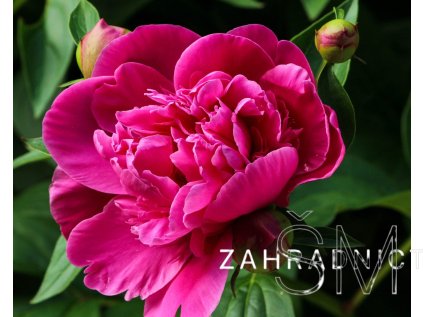 Paeonia lactiflora 'Felix Supreme'  Pivoňka malinová plná