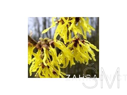 Hamamelis interm. 'Westerstede'  Vilín
