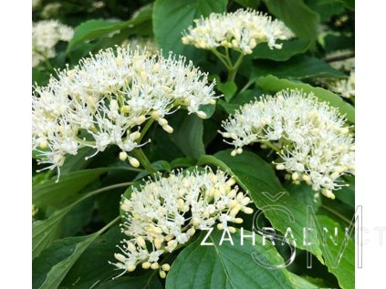 Cornus controversa  svída sporná