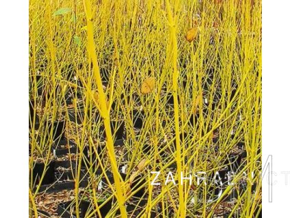 Cornus sericea 'Budd's Yellow'  svída výběžkatá ´Budd's Yellow'