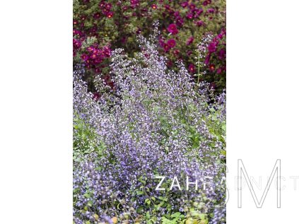 Calamintha nepeta 'Blue Cloud'  Marulka lékařská