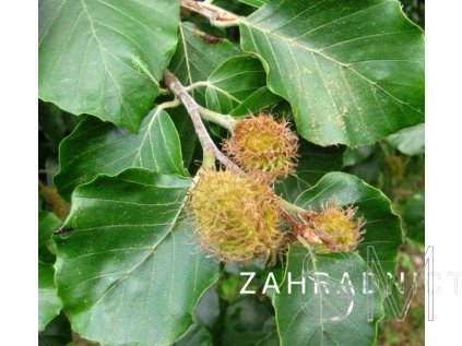 Fagus sylvatica  buk lesní