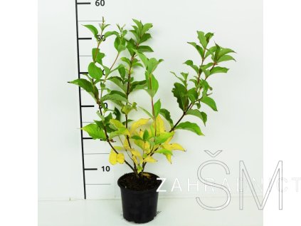 Weigela 'Boskoop Glory'  vajgelie Boskoop Glory'