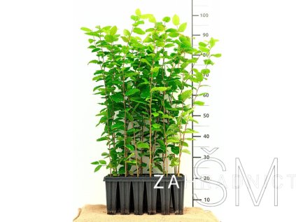 Carpinus betulus - balení po 100 ks  Habr obecný - balení po 100 ks