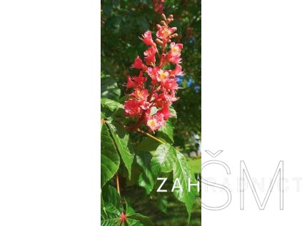 Aesculus x carnea 'Briotii'  jírovec červený