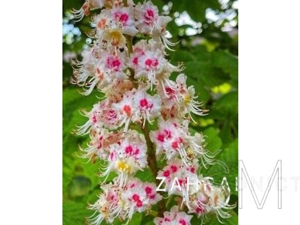 Aesculus hippocastanum  jírovec obecný (maďál)