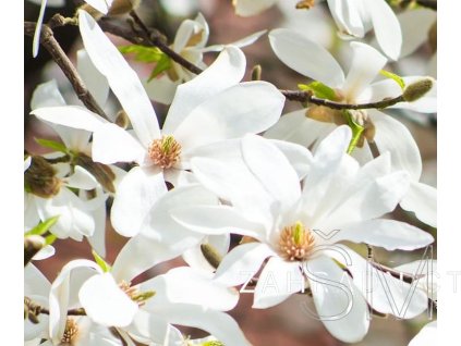 Magnolia kobus  šácholan