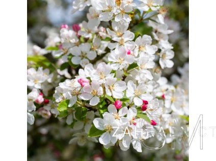 Malus 'Professor Sprenger'  jabloň okrasná