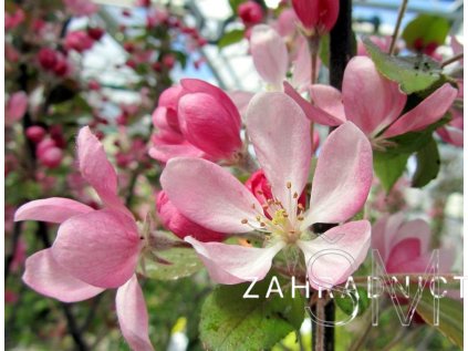 Malus 'Neville Copeman'  jabloň ok.