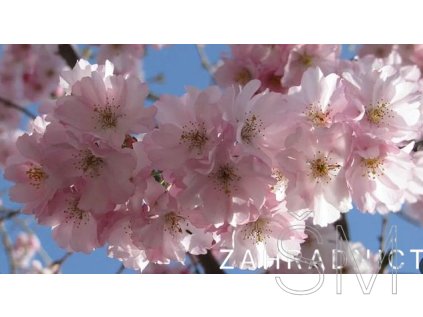 Prunus 'Accolade'  slivoň