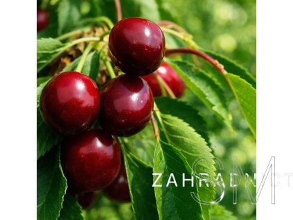 Prunus 'Carmine Jewell'  višeň keřová