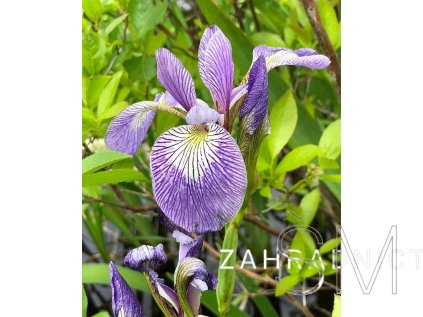 Iris versicolor  Kosatec různobarvý