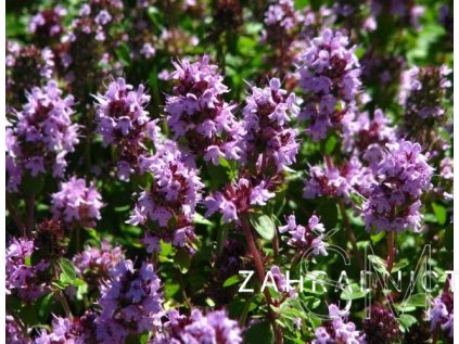 Thymus citriodorus  tymián citronový