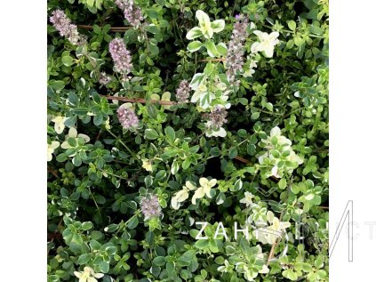 Thymus pullegioides 'Foxley'  Mateřídouška vejčitá (polejová) 'Foxley'