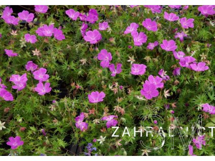 Geranium sang. 'Elsbeth'  kakost krvavý