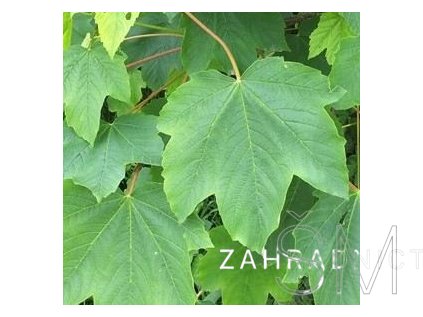 Acer pseudoplatanus  javor klen