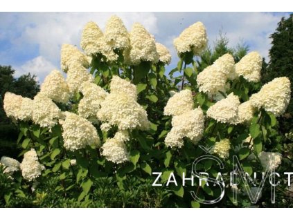 Hydrangea paniculata 'Grandiflora'  Hortenzie latnatá  'Grandiflora'