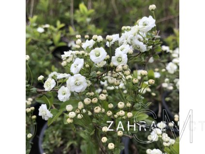 Spiraea prunifolia  Tavolník třešňolistý