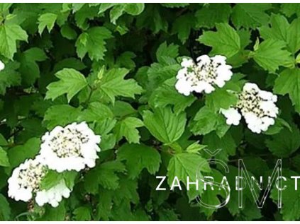 Viburnum opulus 'Compactum'  Kalina obecná