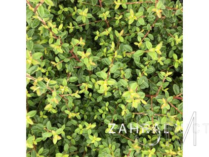 Cotoneaster congestus  Skalník směstnaný