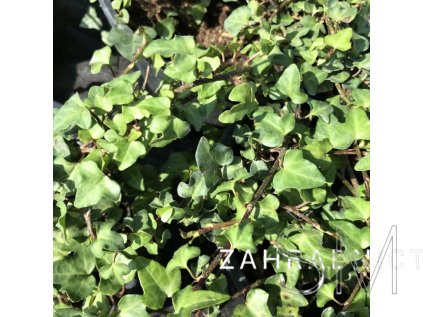 Hedera helix 'Spetchley'  Břečťan 'Spetchley'