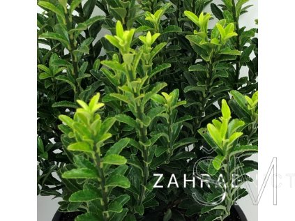 Euonymus jap. 'Microphyllus'  Brslen japonský  'Microphyllus'