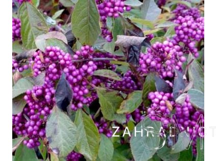 Callicarpa bodinieri 'Profusion'  krásnoplodka 'Profusion'