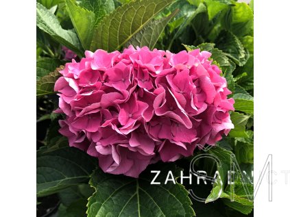 Hydrangea macr. 'MariesiiPerfecta '  hortenzie velkolistá'MariesiiPerfecta '