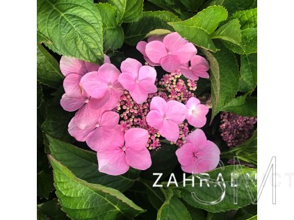 Hydrangea macr. 'Kardinal'  Hortensie velkokvětá 'Kardinal'