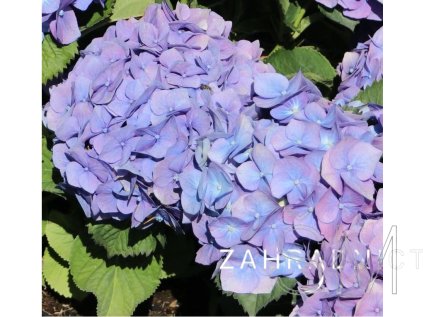 Hydrangea macr. 'Renate Steiniger'  Hortenzie velkolistá  'Renate'