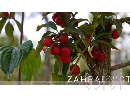 Cornus mas  Dřín obecný