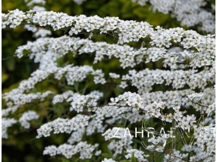 Spiraea thunbergii  Tavolník